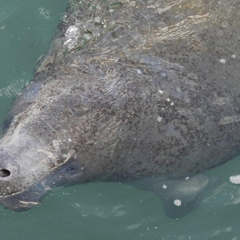 Manatees congregate in warm waters near power plants as US winter storms graze Florida